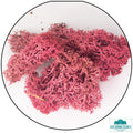 Lichen - Reindeer Moss (Icelandic Moss) Burgundy Red