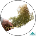 Terrain Ready Trees - Sea Foam Trees (Teloxys Aristata)