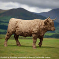 ADM1502 Highland Cow Walking x 1