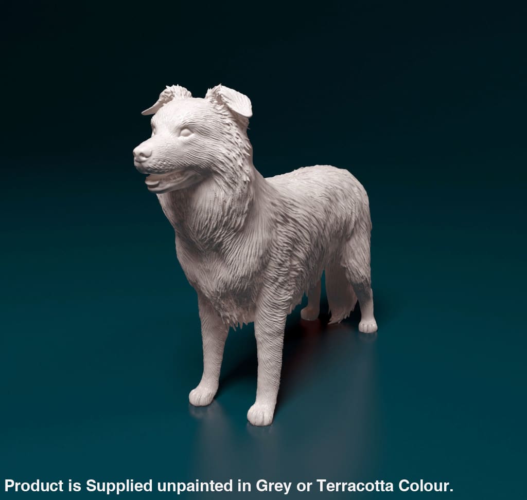 MMD001 Border Collie Standing