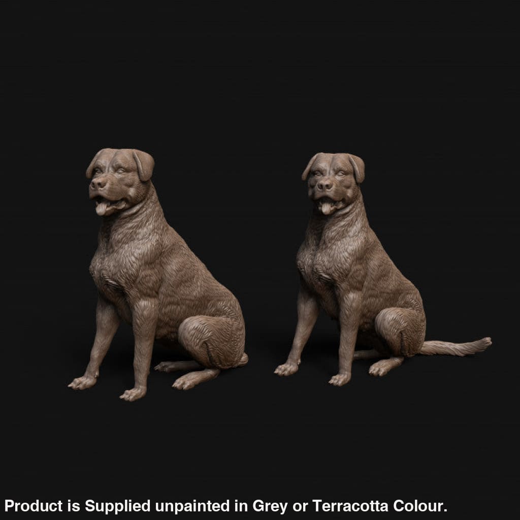 MMD042 Rottweiler dog sitting x 2