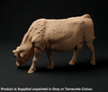 ADM1018 Red Devon Cow Grazing x 6